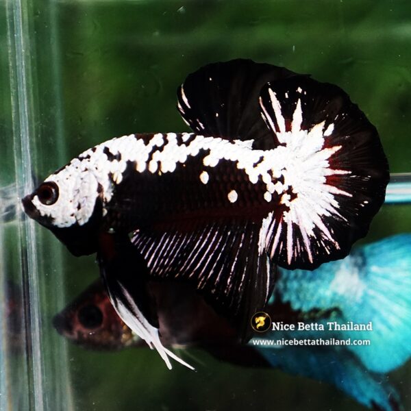Betta Fish Nightfall Nova Samurai Long Necktie OHMPK - Image 3