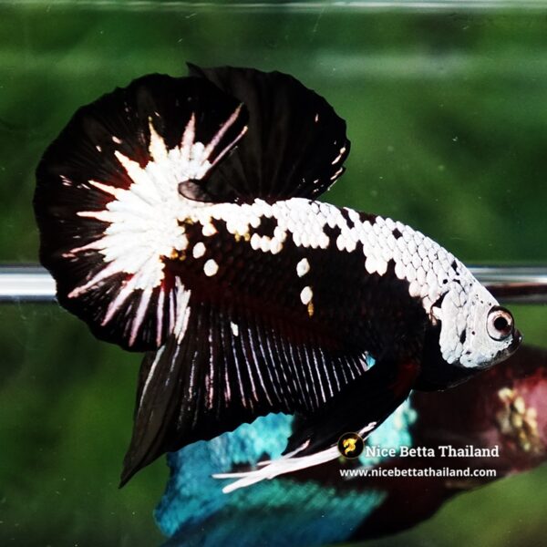 Betta Fish Nightfall Nova Samurai Long Necktie OHMPK - Image 4