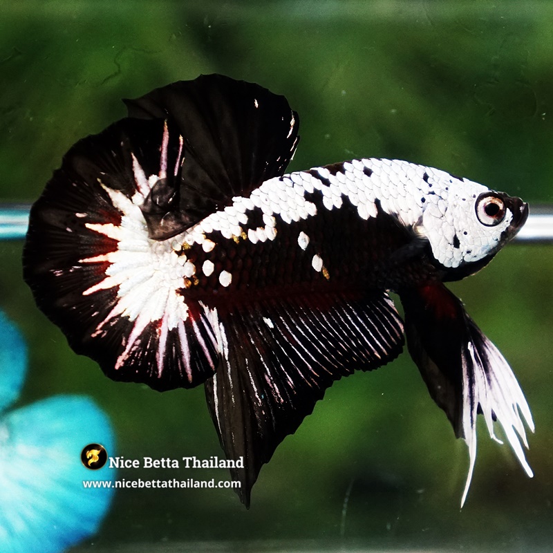 Betta Fish Nightfall Nova Samurai Long Necktie OHMPK
