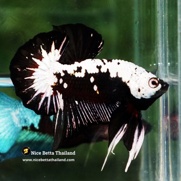 Betta Fish Nightfall Nova Samurai Long Necktie OHMPK - Image 7