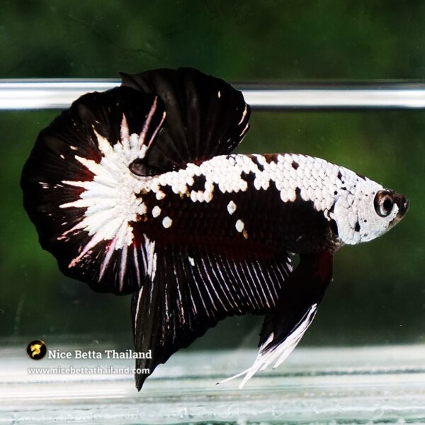 Betta Fish Nightfall Nova Samurai Long Necktie OHMPK - Image 6