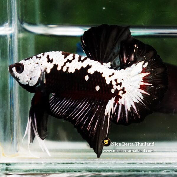 Betta Fish Nightfall Nova Samurai Long Necktie OHMPK - Image 5