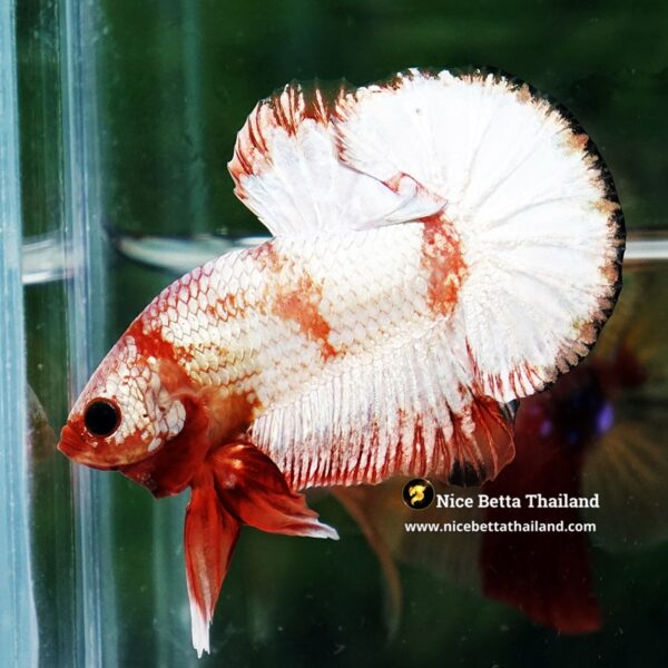 Betta Fish Scarlet Majesty Zebra Unicorn Helmet (Rare) - Image 3