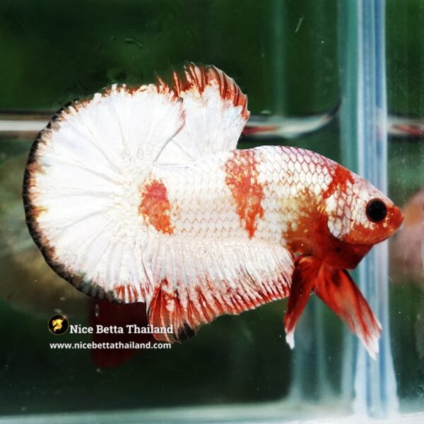 Betta Fish Scarlet Majesty Zebra Unicorn Helmet (Rare) - Image 4
