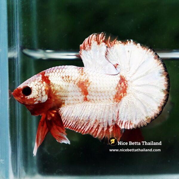 Betta Fish Scarlet Majesty Zebra Unicorn Helmet (Rare) - Image 5