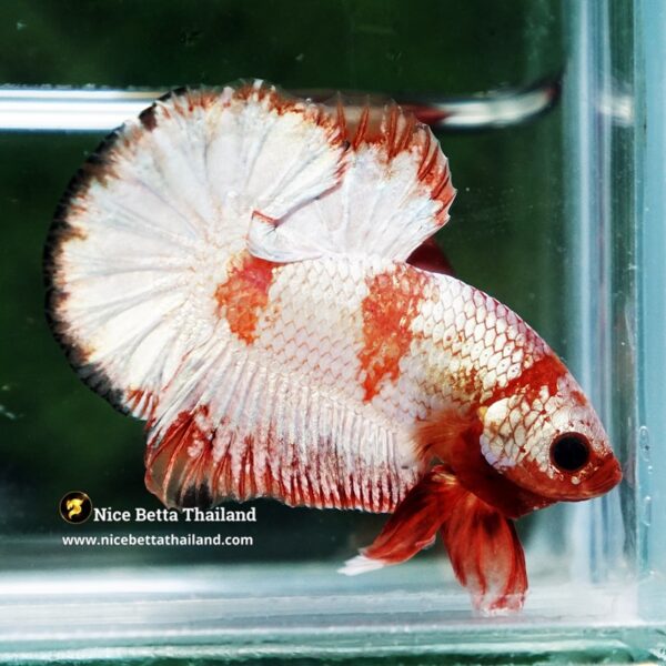 Betta Fish Scarlet Majesty Zebra Unicorn Helmet (Rare) - Image 8