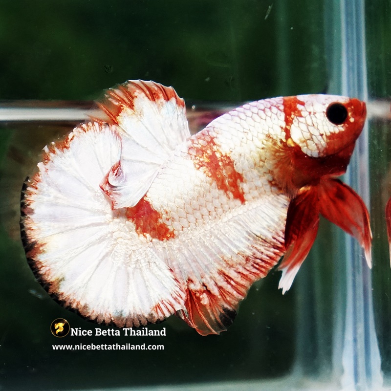 Betta Fish Scarlet Majesty Zebra Unicorn Helmet (Rare)