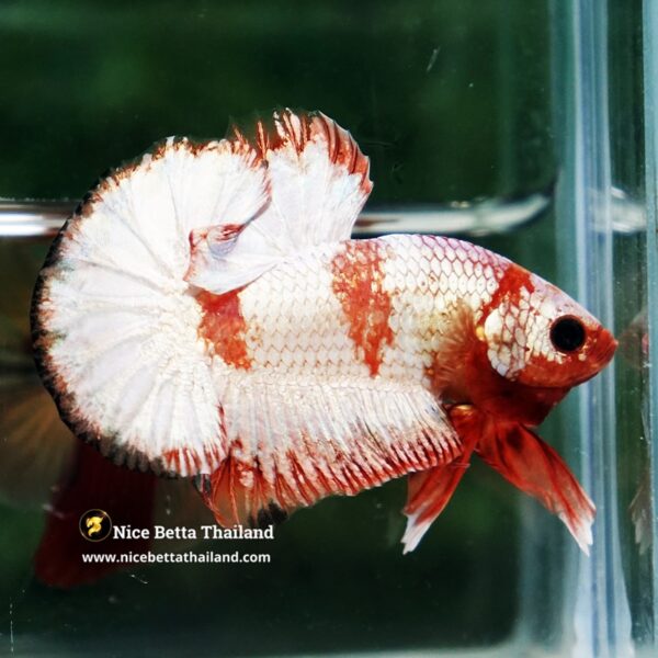 Betta Fish Scarlet Majesty Zebra Unicorn Helmet (Rare) - Image 6