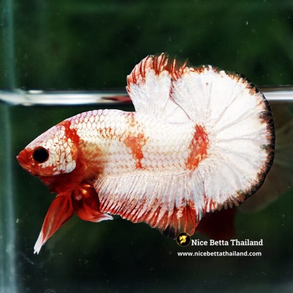 Betta Fish Scarlet Majesty Zebra Unicorn Helmet (Rare) - Image 7