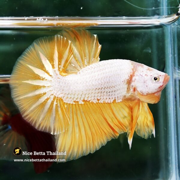 Betta Fish Golden Dream Dragon Full Helmet OHMPK - Image 5