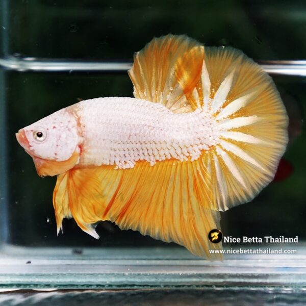 Betta Fish Golden Dream Dragon Full Helmet OHMPK - Image 4