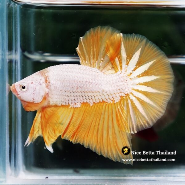 Betta Fish Golden Dream Dragon Full Helmet OHMPK - Image 6