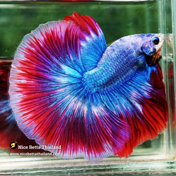 Betta Fish Prince of Thailand Flag OHM - Image 5