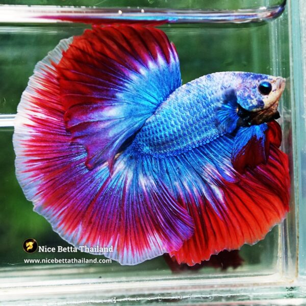 Betta Fish Prince of Thailand Flag OHM - Image 3