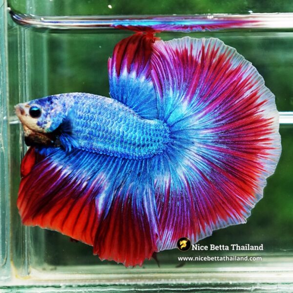 Betta Fish Prince of Thailand Flag OHM - Image 6