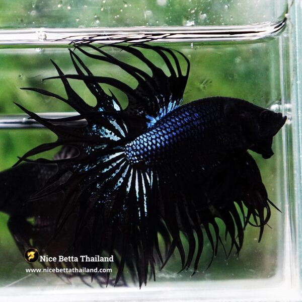 Betta Fish Serpent Noir Enigma CT - Image 4