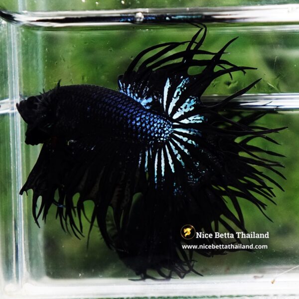Betta Fish Serpent Noir Enigma CT - Image 5
