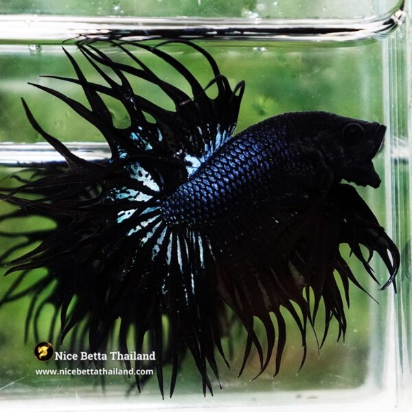 Betta Fish Serpent Noir Enigma CT - Image 6