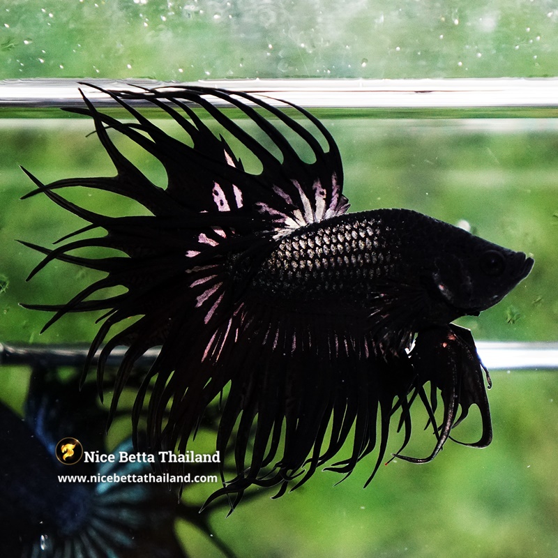 Betta Fish King Black Copper Serpent Noir Enigma CT