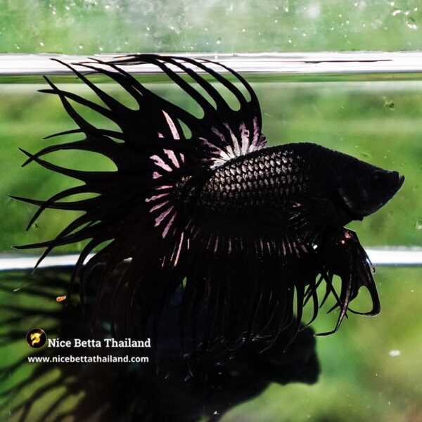 Betta Fish King Black Copper Serpent Noir Enigma CT - Image 3