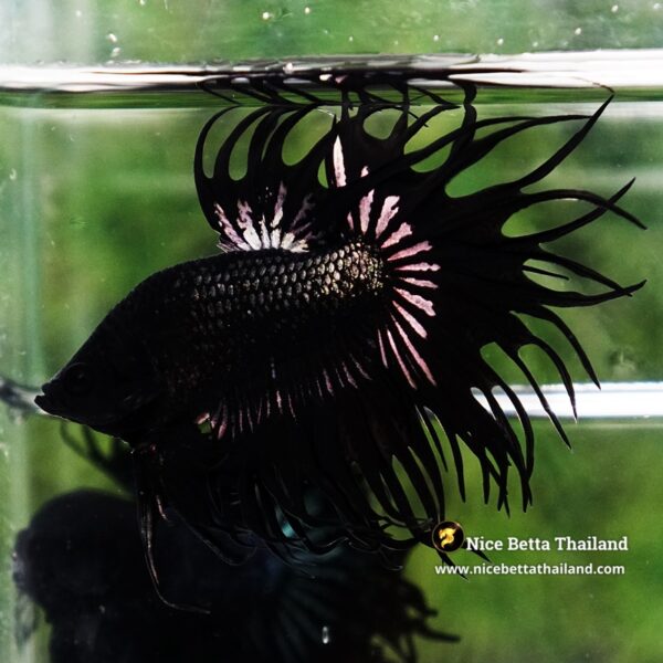 Betta Fish King Black Copper Serpent Noir Enigma CT - Image 4