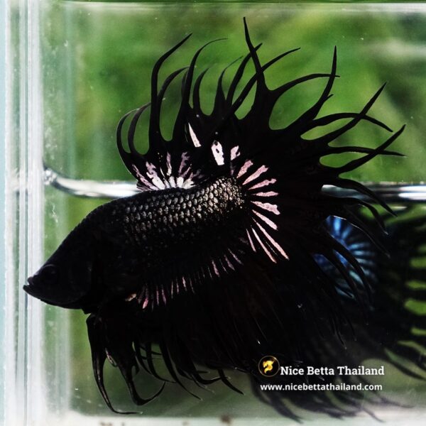 Betta Fish King Black Copper Serpent Noir Enigma CT - Image 5
