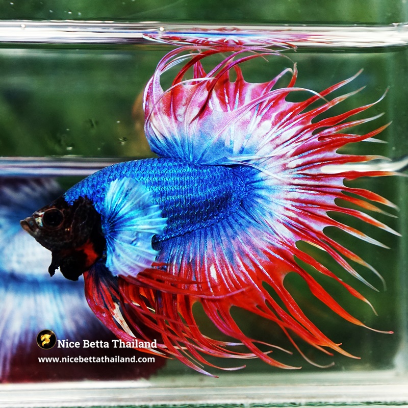 Betta Fish Prince of Thailand Flag Dumbo CT