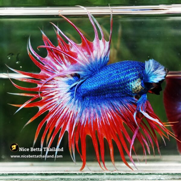 Betta Fish Prince of Thailand Flag Dumbo CT - Image 3