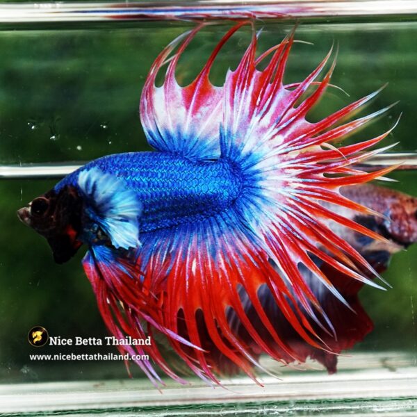 Betta Fish Prince of Thailand Flag Dumbo CT - Image 4