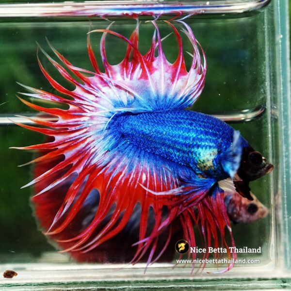 Betta Fish Prince of Thailand Flag Dumbo CT - Image 5