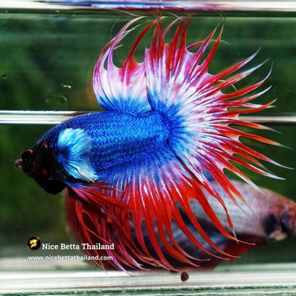 Betta Fish Prince of Thailand Flag Dumbo CT - Image 6