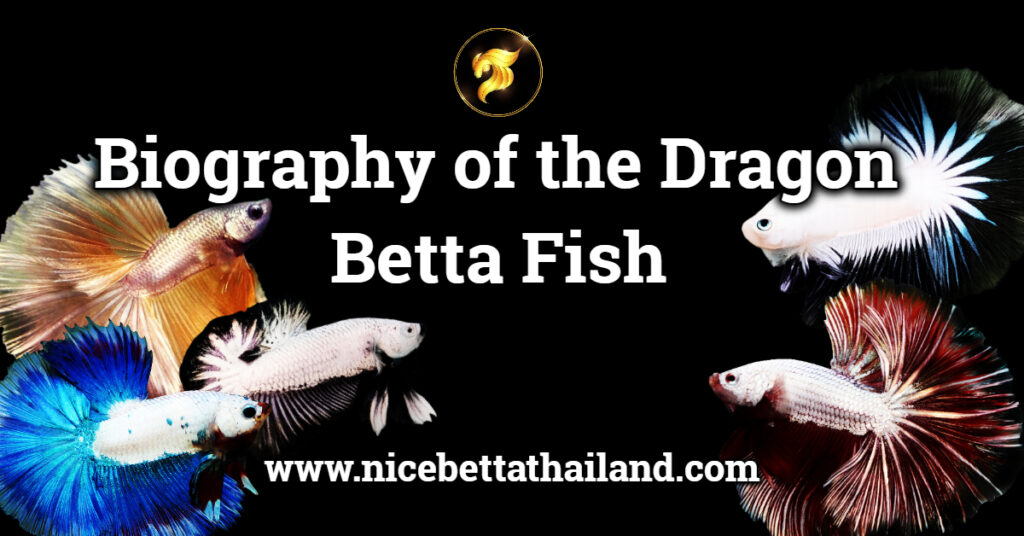 Biography of the Dragon Betta Fish