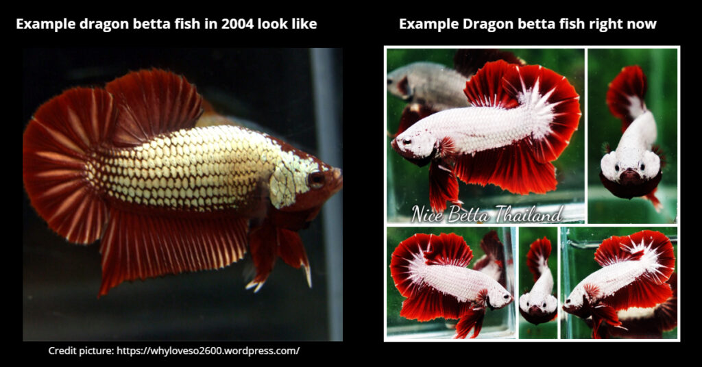 Comparative sample images of Dragon betta fish in 2004 and the development of the breed until now.