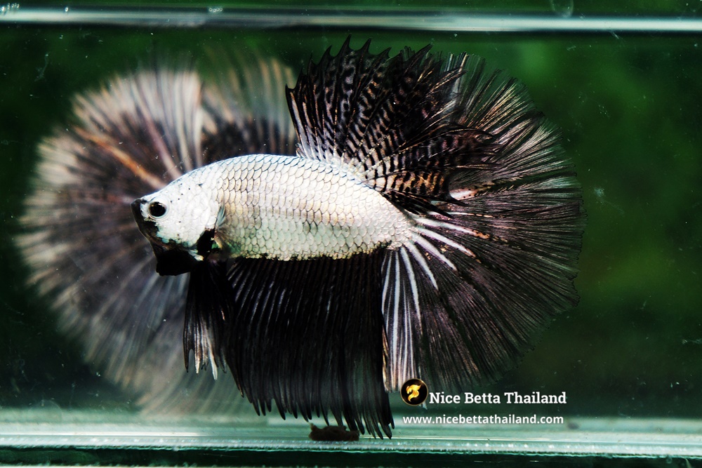 Example Black Dragon Betta Fish from Nice Betta Thailand