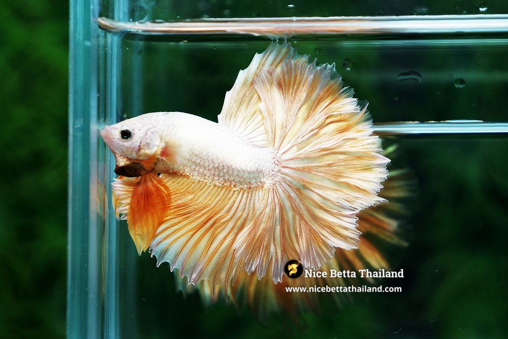 Example Gold Dragon Betta Fish From Nice Betta Thailand