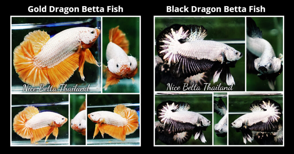 Example Gold Dragon Betta Fish and Black Dragon Betta Fish
