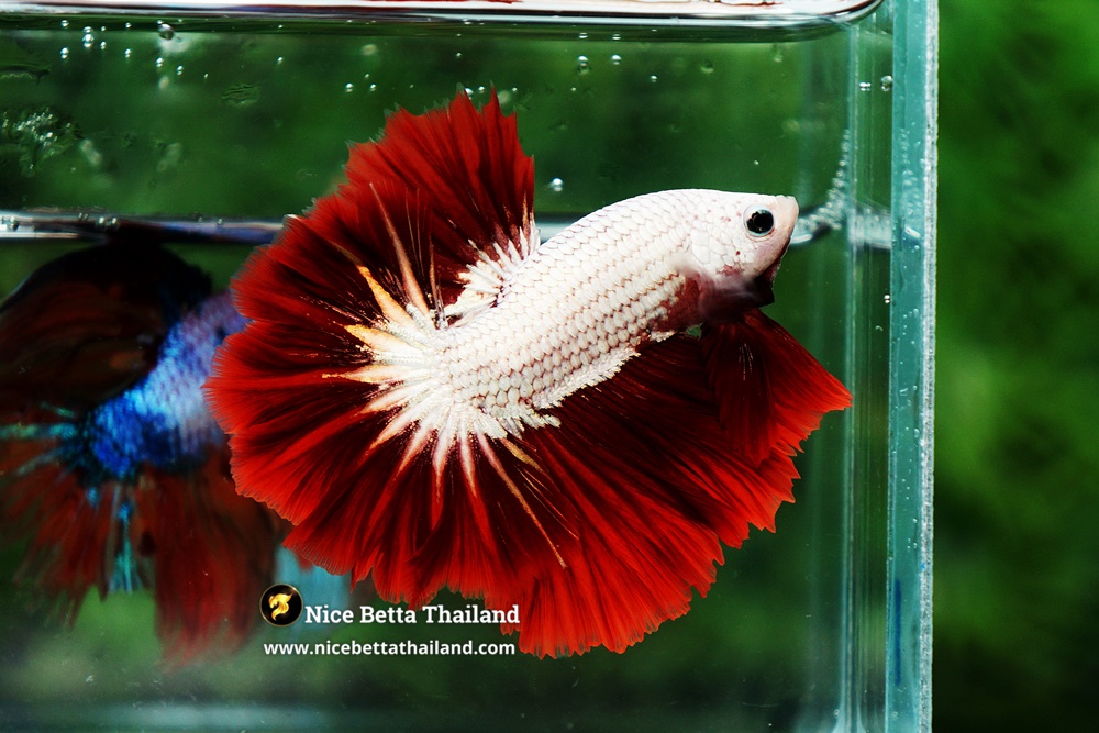 Example Red Dragon Betta Fish From Nice Betta Thialand