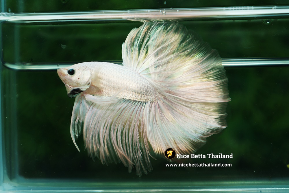 Example White Dragon Betta Fish From Nice Betta Thailand