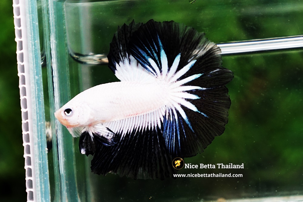Example YingYang Dragon Ultra rare Betta Fish From Nice Betta Thialand
