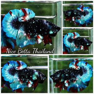 Betta Fish Black Ice Nebula Avatar OHMPK
