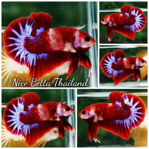 Betta Fish Red Rudy Hell Boy Star Koi OHMPK