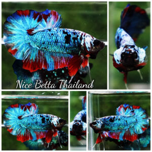 Betta Fish Fancy Stormscale Emperor OHMPK