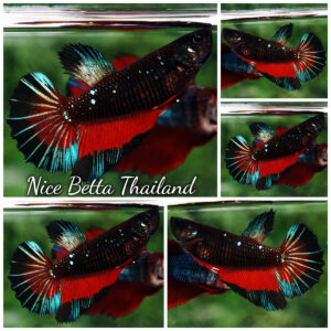 Betta Fish Female Dark Twilight Vampire Butterfly HM