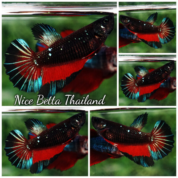 Betta Fish Female Dark Twilight Vampire Butterfly HM