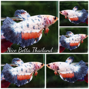 Betta Fish Female Fancy Velvet Splash Marble HM