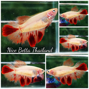 Betta Fish Female Armageddon Meteor HM