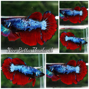 Betta Fish Female Blue Scarlet Warrior Storm HM