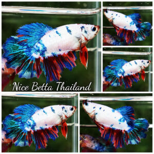 Betta Fish Female Magical Candy Marble HM