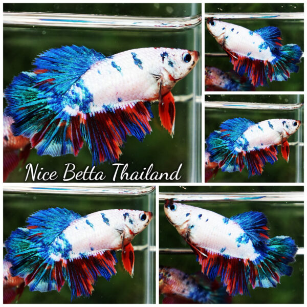 Betta Fish Female Magical Candy Marble HM