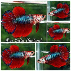 Betta Fish Female Fancy Pyraxis Veloria HM